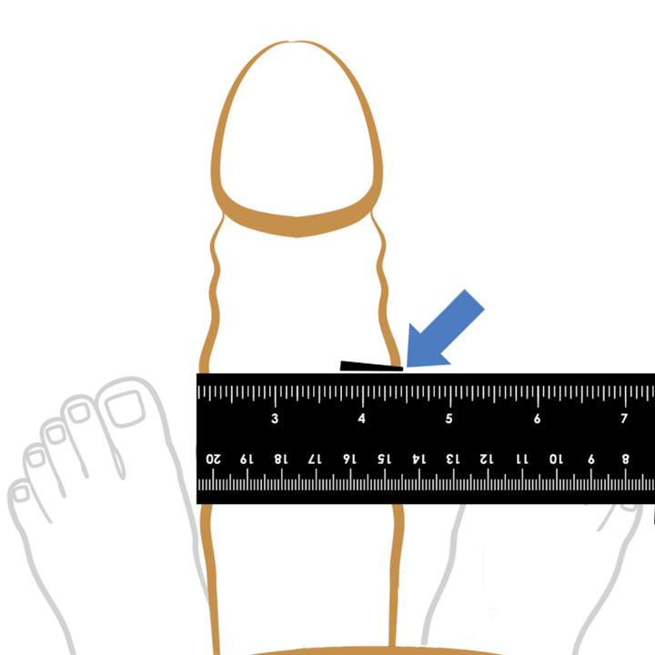 Measurement of the penis thickness